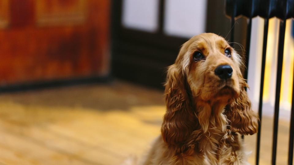 Cocker spaniel