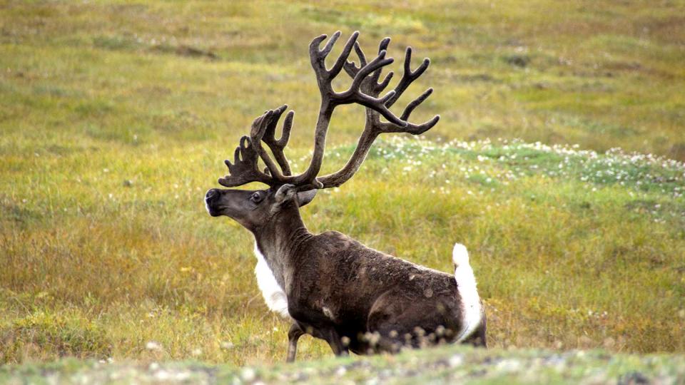 A caribou is seen on June 12, 2013, in Gates of the Arctic National Park and Preserve. (Photo by Zak Richter/National Park Service)