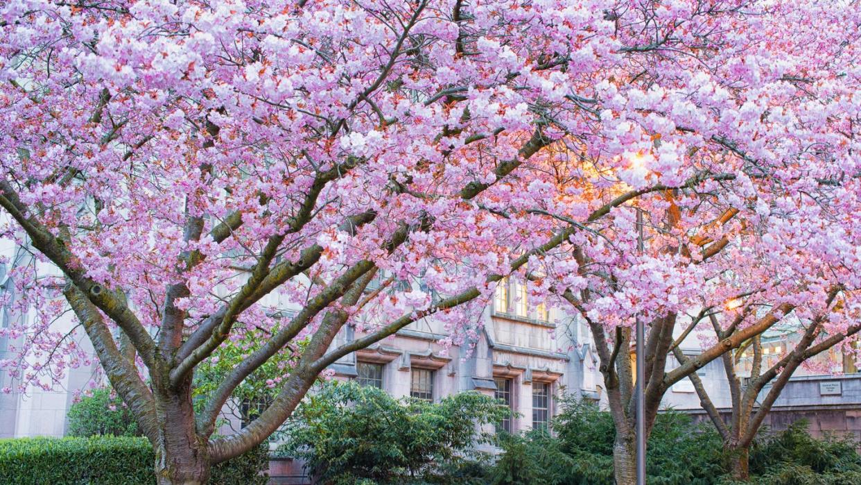cherry blossoms in university of washington