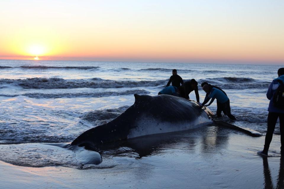 Rescuers push a stranded beached humpback whale back to the sea (via REUTERS)