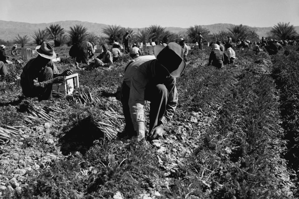 Carrot pullers from Texas, Oklahoma, Missouri, Arkansas and Mexico, at work in California in 1937 | Getty Images