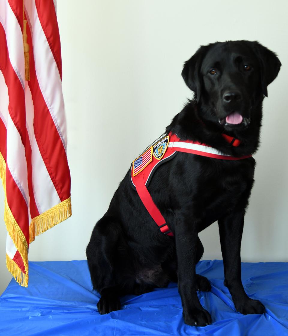 Liam, the Somerset County District Attorney's Office's new K-9 therapist.