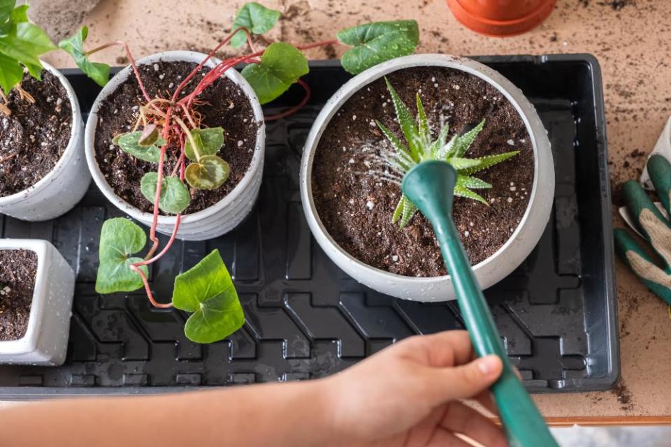 Young Woman Watering Freshly Potted Houseplants with Watering Can