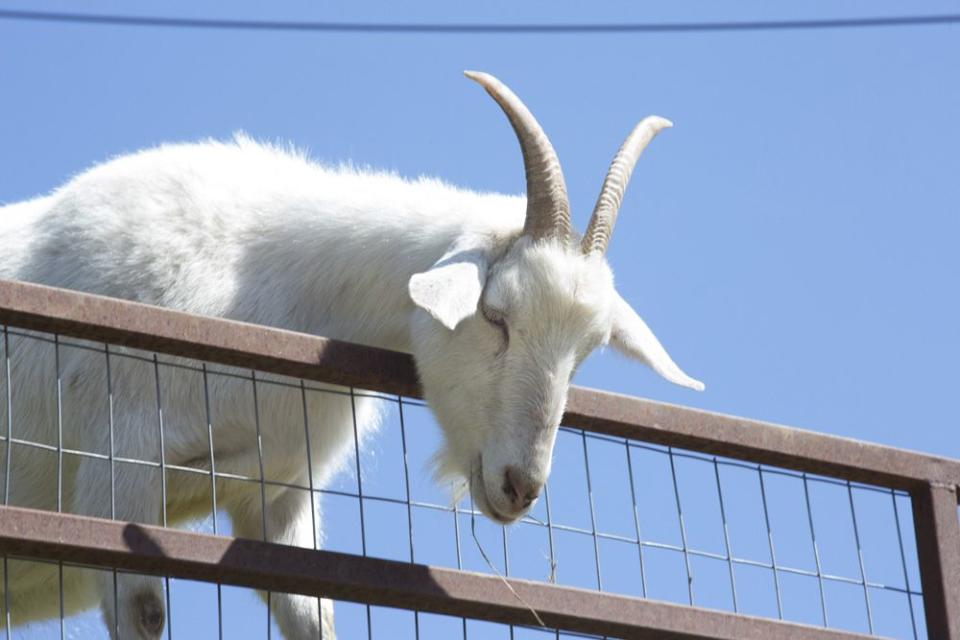 Visitors can feed the goats on a visit.