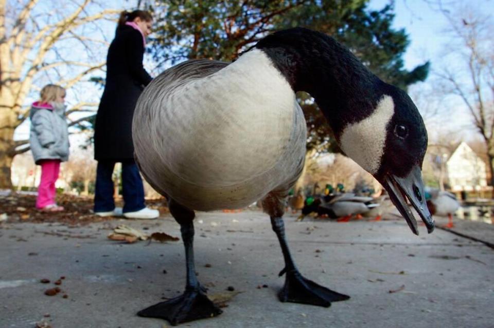 “I’ve always known they were a nuisance. They just poo everywhere,” said a resident of Lake Waukomis where 150 Canada geese in June were rounded up and, as part of wildlife management, euthanized by permit from the Missouri Department of Conservation.