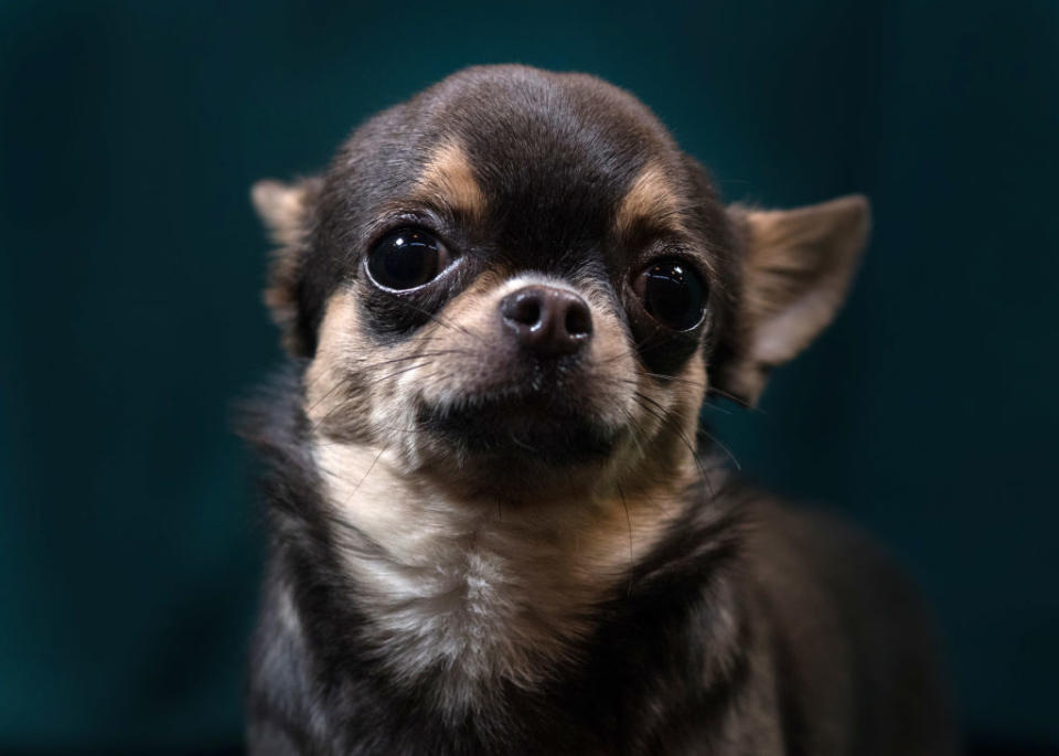 19. Chihuahua