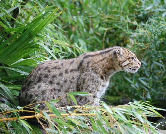 The fishing cat, Prionailurus viverrinus, of Southeast Asia.