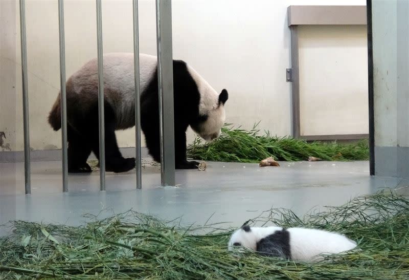 大貓熊媽媽「圓圓」：寶貝乖哦！媽媽吃個飯。（圖／臺北市立動物園提供）