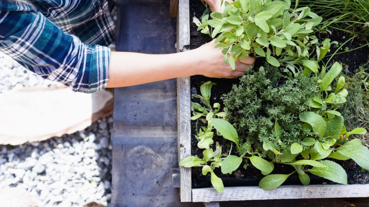 herb garden ideas