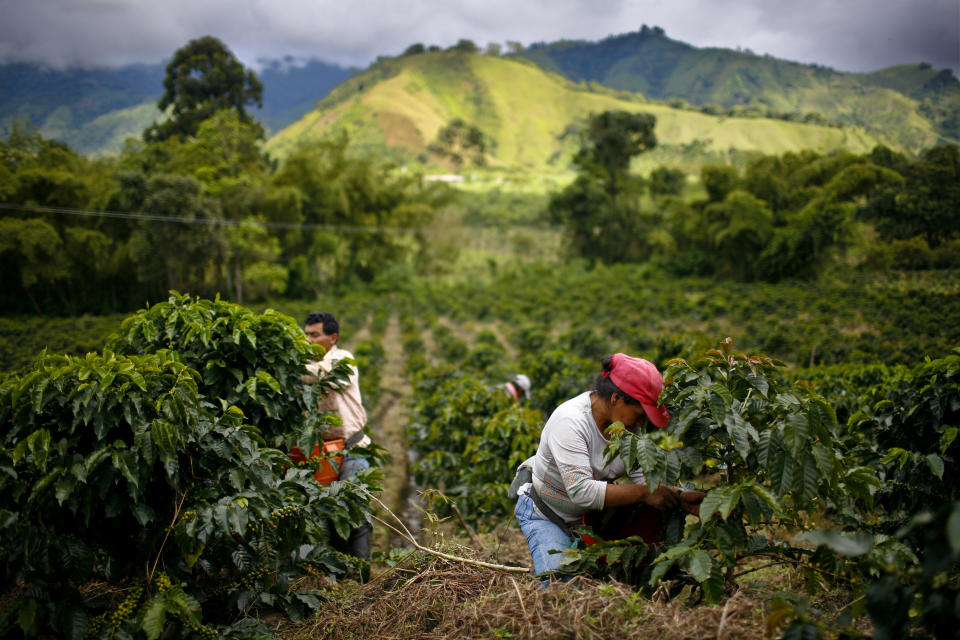 Farmworkers pick Arabica coffee beans in Gigante, Colombia.&nbsp;Many small producers are being forced out of business due to low international prices. (Photo: Timothy Fadek via Getty Images)