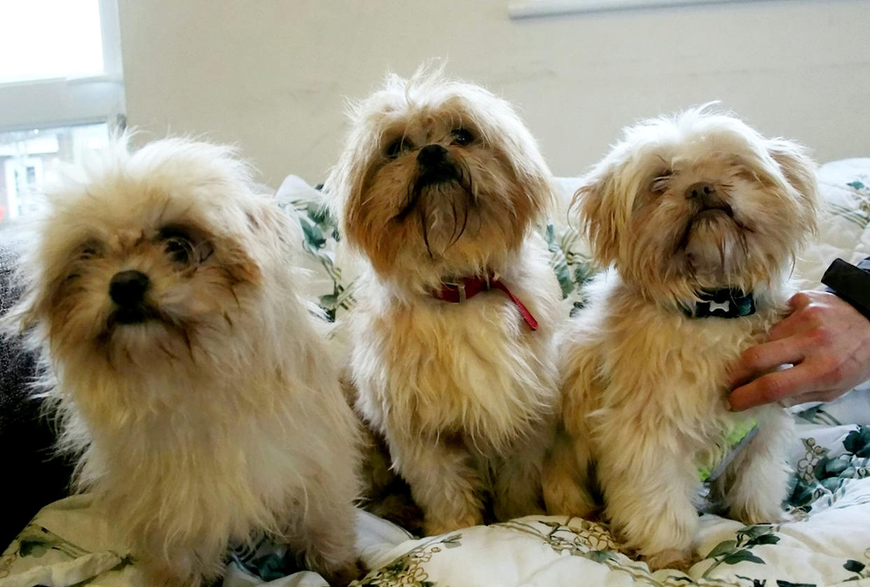The RSPCA is appealing for help to home multiple dogs who were rescued from “terrible conditions” at a house in Devon three months ago.  See SWNS story SWLNdogs.  Last October, it was reported how 96 Shih-Tzus were removed from a breeders home in 