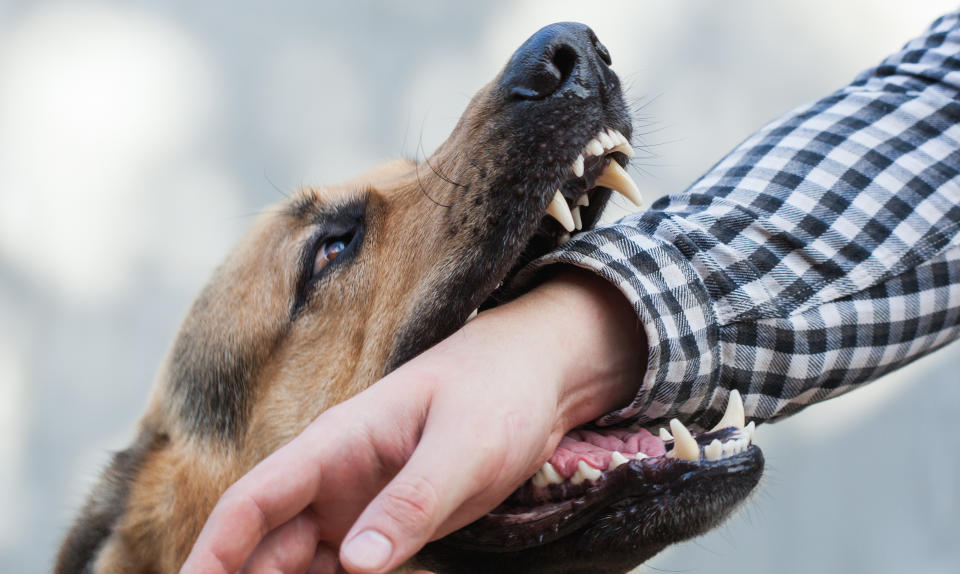 Wie reagieren bei einem Hundebiss? (Symbolbild: Getty Images)