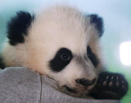 FILE PHOTO: Giant Panda cub Bei Bei is shown to the media at the Smithsonian National Zoo in Washington