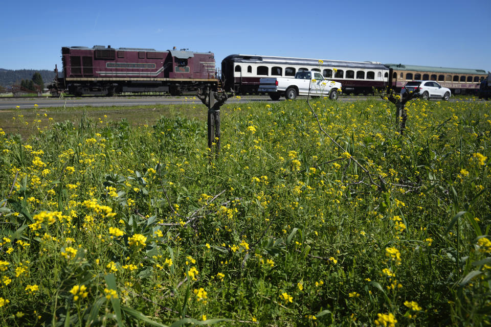 The Napa Valley Wine Train passes mustard growing along Highway 29 in St. Helena, Calif., Wednesday, Feb. 28, 2024. Brilliant yellow and gold mustard is carpeting Northern California's wine country, signaling the start of spring and the celebration of all flavors sharp and mustardy. (AP Photo/Eric Risberg)