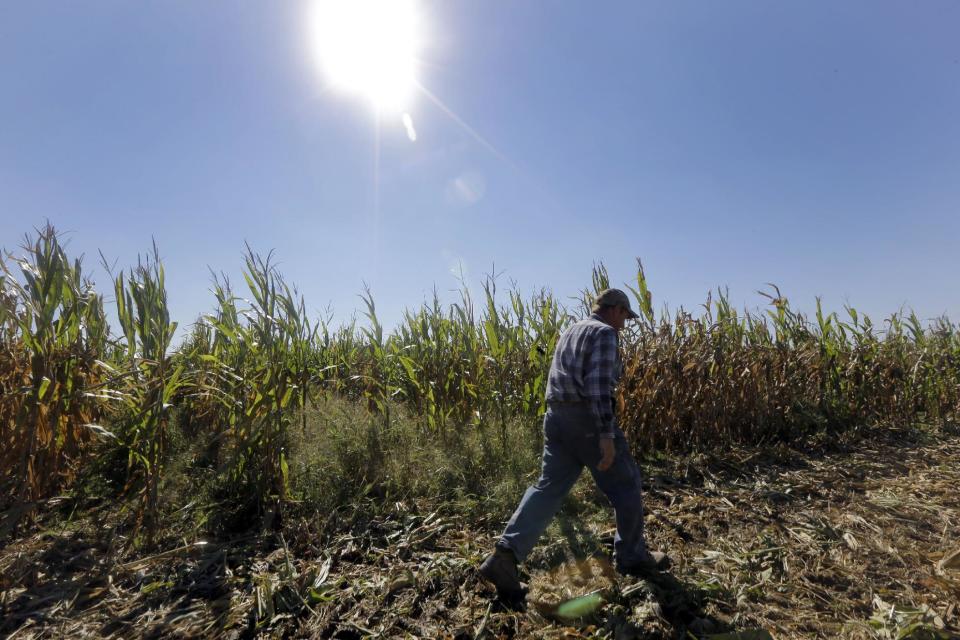 FILE - In this Oct. 16, 2013 file photo, Larry Hasheider walks along one of his corn fields on his farm in Okawville, Ill. Cuts in food stamps, continued subsidies to farmers and victories for animal rights advocates. The massive farm bill heading toward final passage this week has broad implications for just about every American from the foods we eat to what we pay for them. Five things you should know about the legislation. (AP Photo/Jeff Roberson, File)