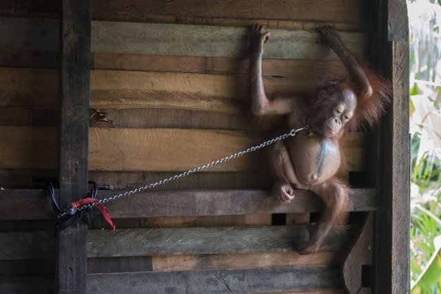 Baby orangutan rescued after six months chained by the neck