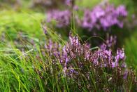 <p>The hardy heather can often be found on moors as it's a versatile plant that's able to handle inclement weather. The heather's vibrant pink, white and purple petals mean it's a brilliant plant for low-growing textures and it looks great in pots too.</p><p><a class="link " href="https://go.redirectingat.com?id=127X1599956&url=https%3A%2F%2Fwww.thompson-morgan.com%2Fp%2Fcalluna-vulgaris-triogirls%2FKB2721TM&sref=https%3A%2F%2Fwww.housebeautiful.com%2Fuk%2Fgarden%2Fplants%2Fg23336984%2Fbest-plants-autumn-garden%2F" rel="nofollow noopener" target="_blank" data-ylk="slk:BUY NOW;elm:context_link;itc:0;sec:content-canvas">BUY NOW</a></p>