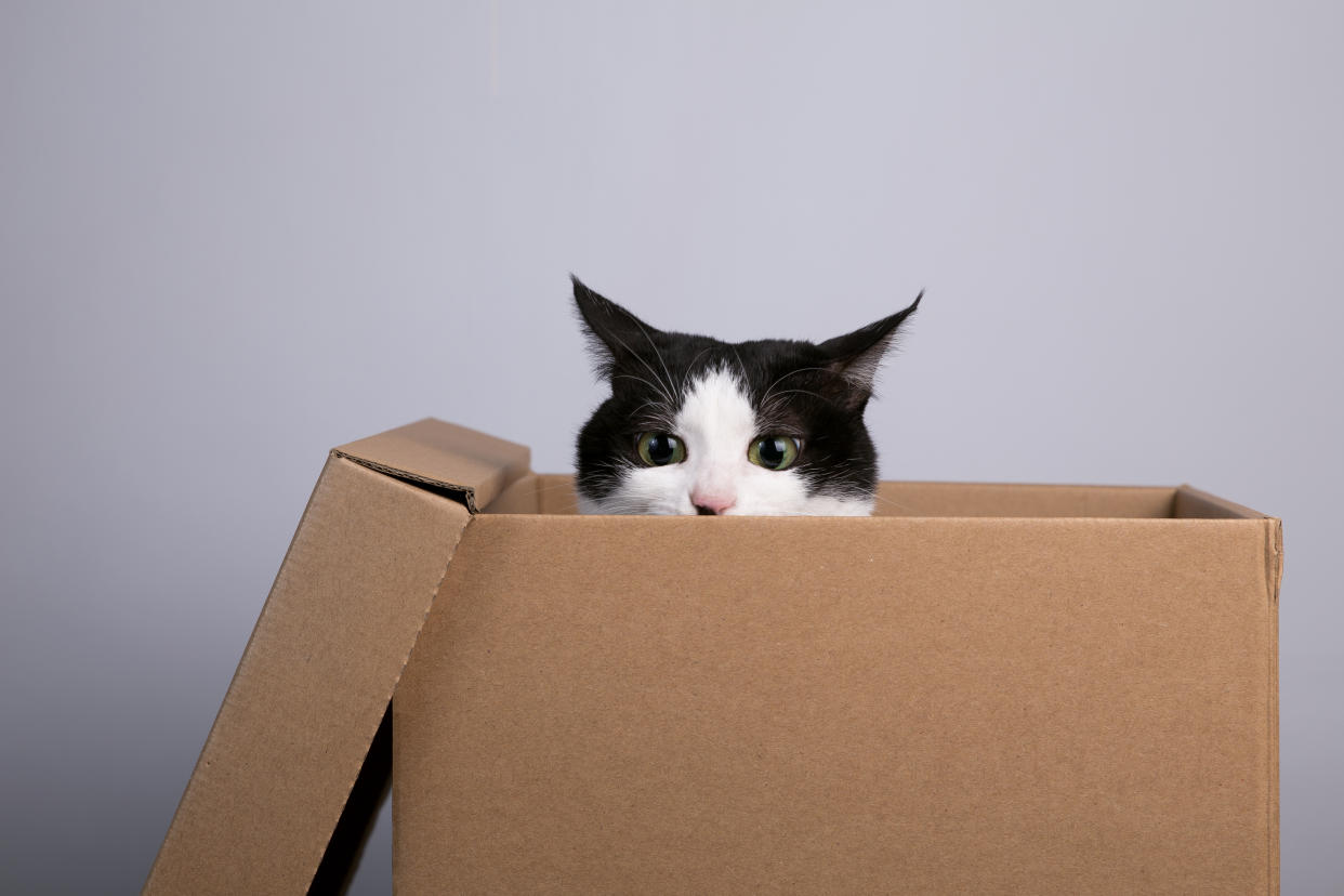 ¿Por qué le gustan tanto las cajas a los gatos? La ciencia lo investiga