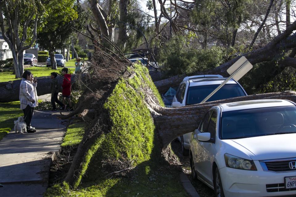 Fallen trees on 11th street in Upland.