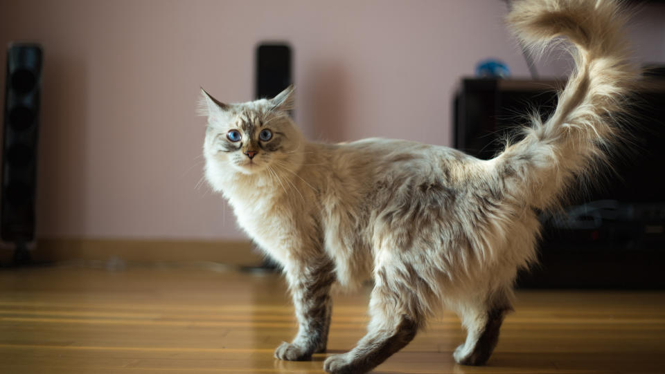 ragdoll hairy cat