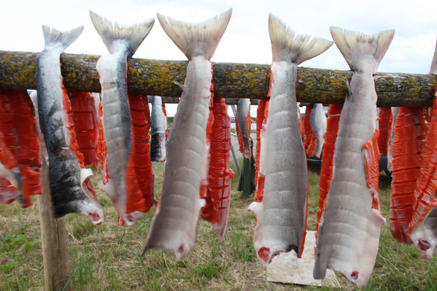 Salmon being dried on the shores of Alaska's Lake Iliamna just as they have been for centuries.