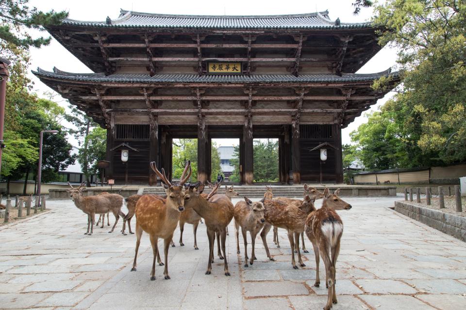 Deer that are partial to rice crackers outside the gate at Nara - Credit: © 2014 John S Lander/John S Lander