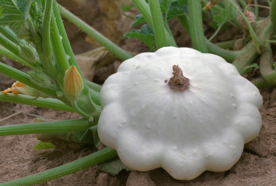 Ripe Pattypan White Squash in the Garden