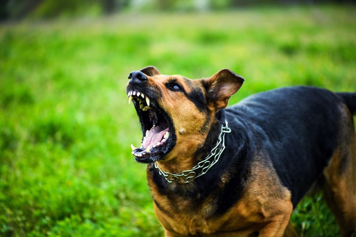 A dog bares its teeth in this photo. Toronto dog owners who have received a dangerous dog order from the city can expect a visit from city staff soon to ensure they are complying with tough new rules aimed at preventing dog attacks. (The Len/Shutterstock - image credit)