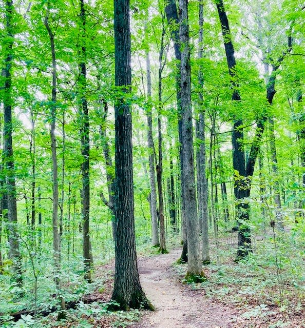 The forest at Spring Mill State Park.