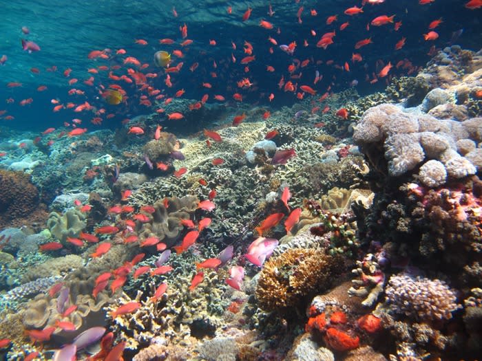 Gorgeous view: Nusa Penida's breathtaking underwater scenery. (