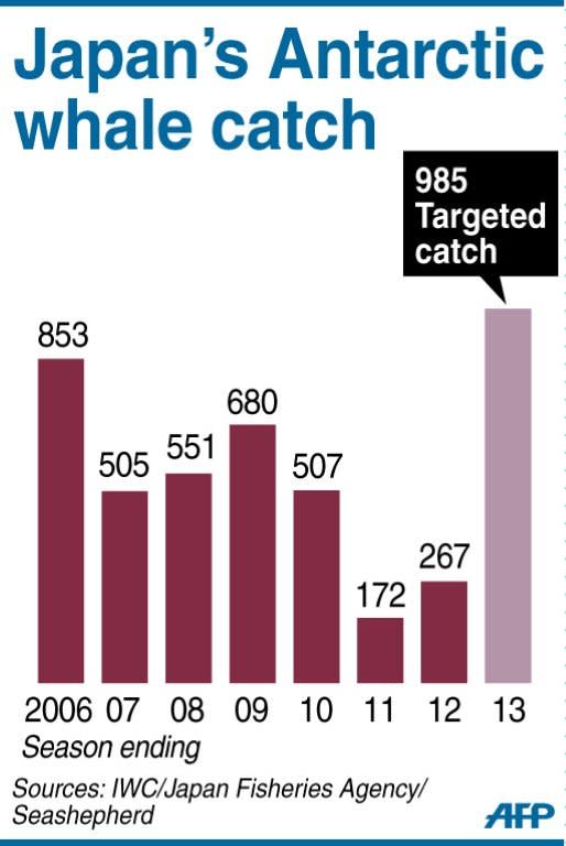 Graphic charting Japan's whale catch in the Antarctic since 2006