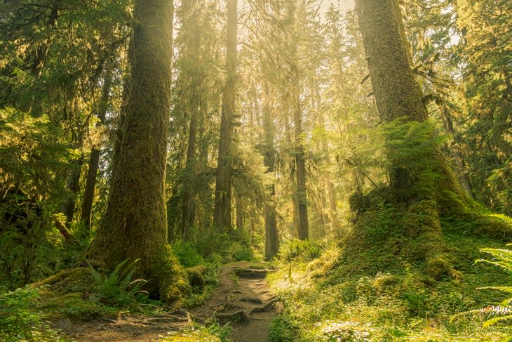 Old growth trees in the Hoh Rainforest, Olympic National Park, Washinton, USA <span class="o-credit u-space--quarter--left">Photo: Cavan Images/Cavan via Getty Images</span>