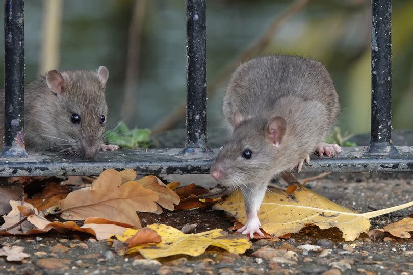 Two brown rats climbing through the railings of a fence in a UK park in autumn.