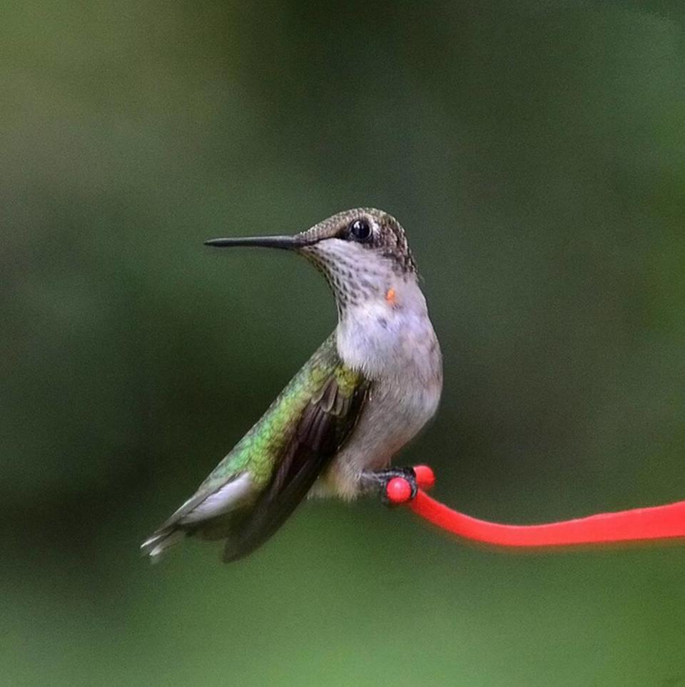 Our ruby-throated hummingbirds may travel considerable distances for their winter vacations.