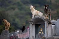 <p>Streunende Hunde stehen auf dem Friedhof Diamond Hill in Hongkong auf Grabsteinen. Gerade wurde dort das Qingming-Fest gefeiert. Bei dem Totengedenken säubern und schmücken Chinesen die Gräber ihrer Angehörigen und bringen ihren Ahnen Opfergaben dar. (Bild: EPA/Jerome Favre) </p>