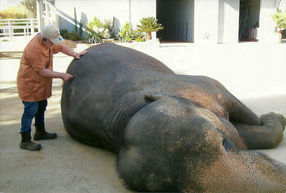 This 2012 photo provided by Dr. Rod Block shows Block working with an elephant, adjusting its pelvis at the Meadowbrook Animal Sanctuary and Haven in Perris, Calif. "You have to be very much in tune with the being of the animal you are working with," said Dr. Block, who limits his work these days to house calls throughout Southern California, where he works with several veterinarians. (AP Photo/Dr. Rod Block)