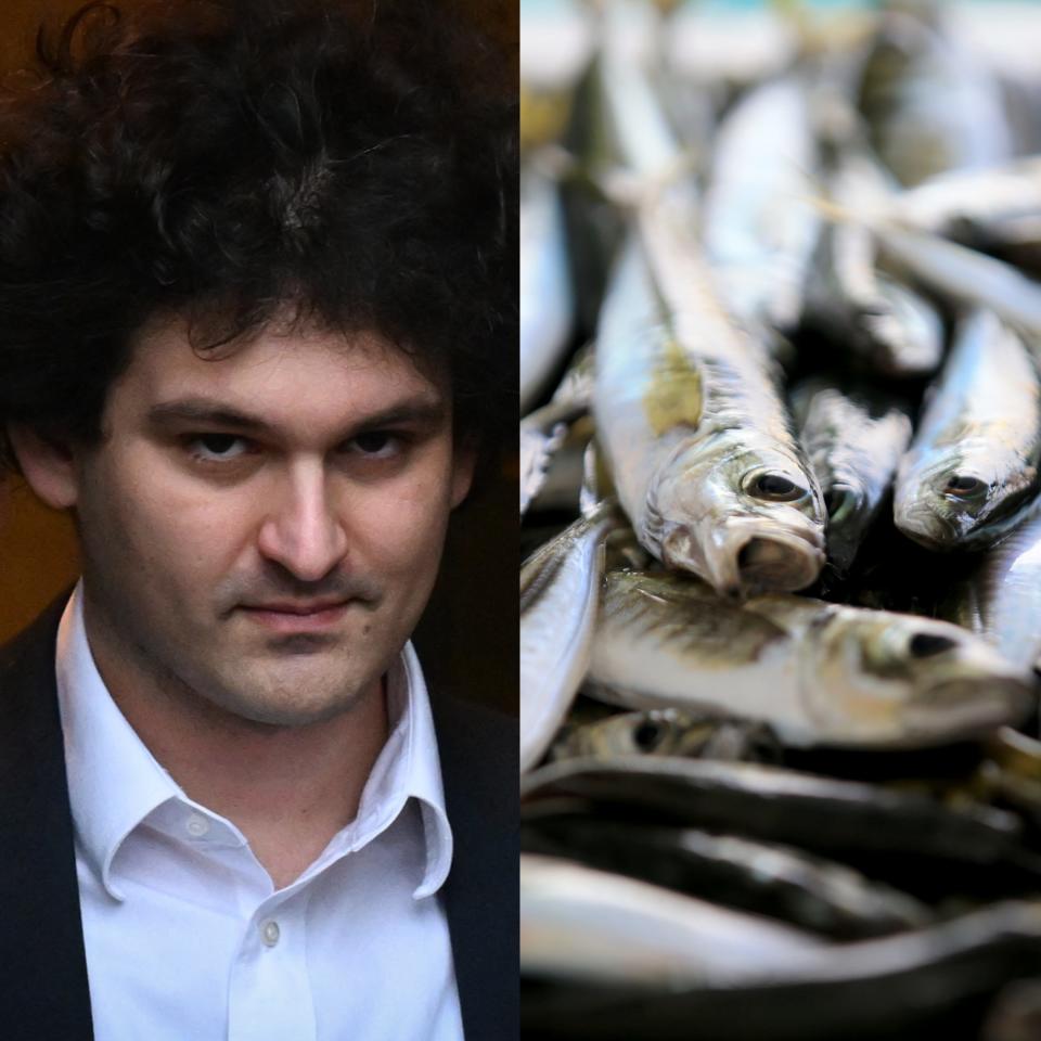 A composite image of Sam Bankman-Fried (left) and mackerel fish (right).