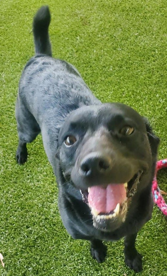 Name: Ethena

Gender: Female

Age: 3 years old

Weight: 30 pounds

Species: Dog

Breed: Labrador Retriever/Mixed Breed &#x002013; Black 

Orphaned Since: April 2022

Adoption Fee: $150

 

Can you give Ethena the patience she needs? She&#x002019;s a very timid girl who needs you to move slowly while she takes her time to get to know and trust you. An adult only home is recommended for this shy yet sweet gal. She is high energy and has been known to climb fences. She gets along with both dogs and cats and wouldn&#x002019;t mind a nice fur friend in her new home. Schedule a time to meet Ethena at: www.spcaflorida.org/appointment.