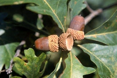 White oak trees feature large leaves that are about five to nine inches long with six to 10 lobes.