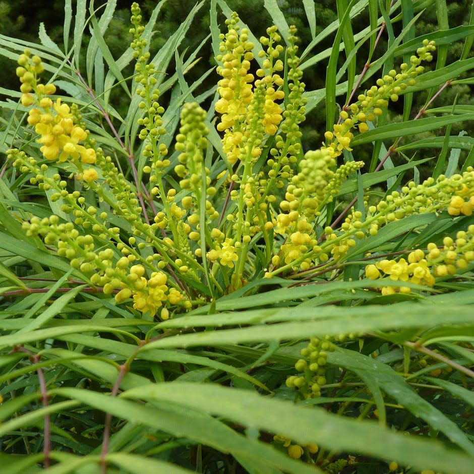 <p>This compact shrub is evergreen and is happy to grow in shady spaces for year-round interest. </p><p><a class="link " href="https://www.crocus.co.uk/plants/_/mahonia-eurybracteata-subsp-ganpinensis-soft-caress/classid.2000019611/" rel="nofollow noopener" target="_blank" data-ylk="slk:BUY NOW">BUY NOW</a> <strong>from £14.99, Crocus</strong></p>