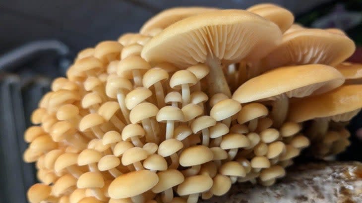 Some golden enoki mushrooms of various sizes growing in a clump