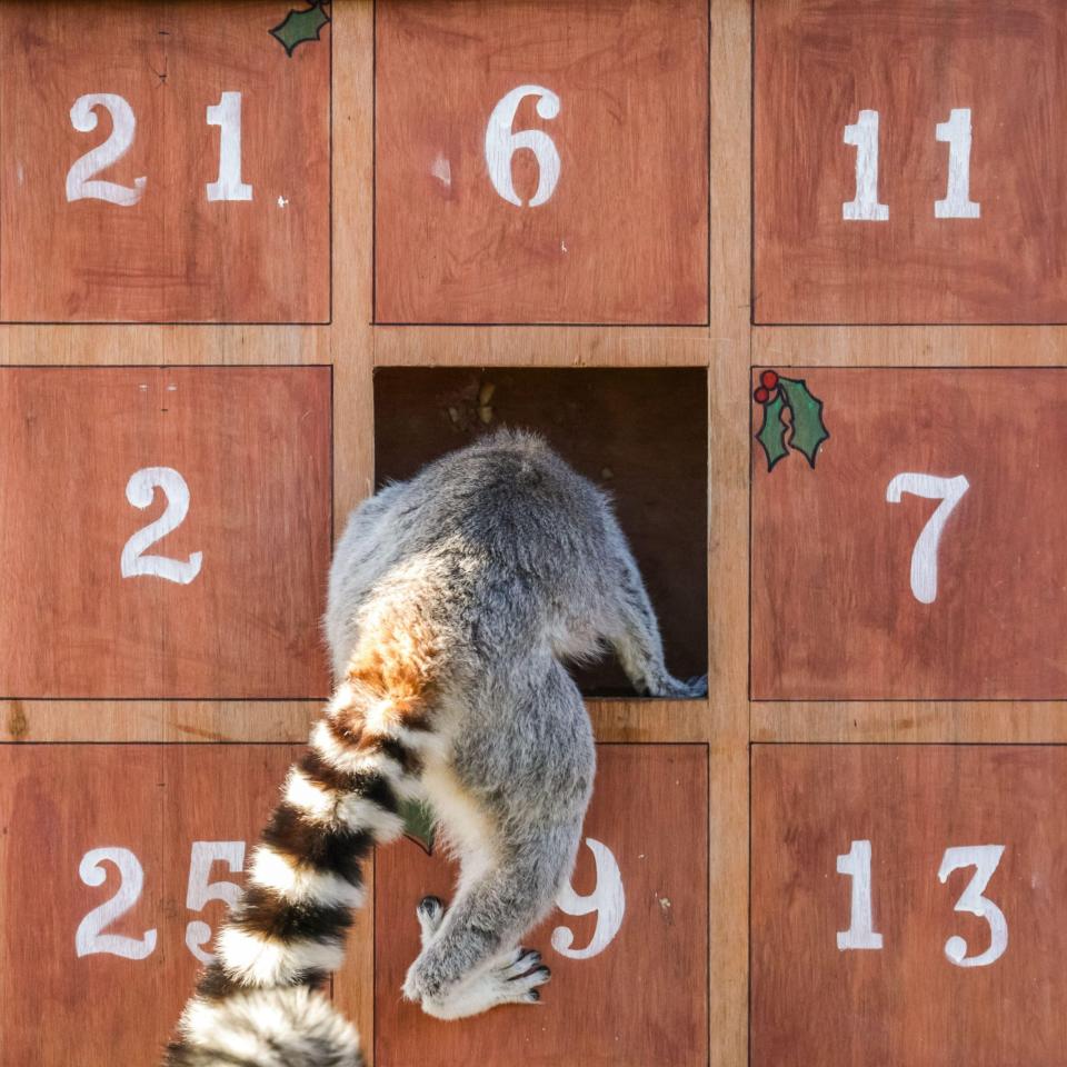 Feeling festive: a lemur climbs into the Advent calendar at Whipsnade Zoo