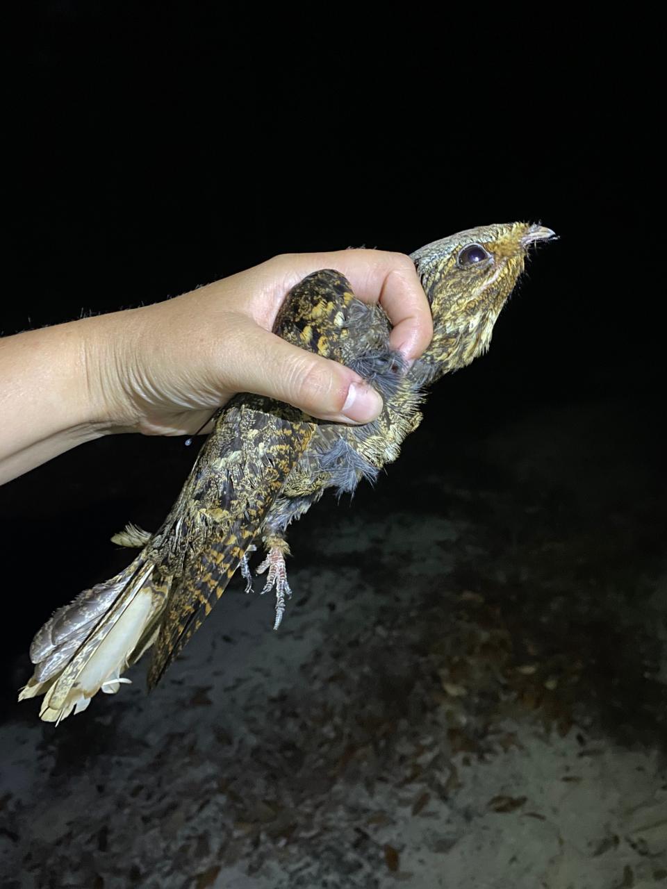 A chuck-will's-widow. Ornithologist Clark Rushing said they are about the size and shape of a children's sized football.