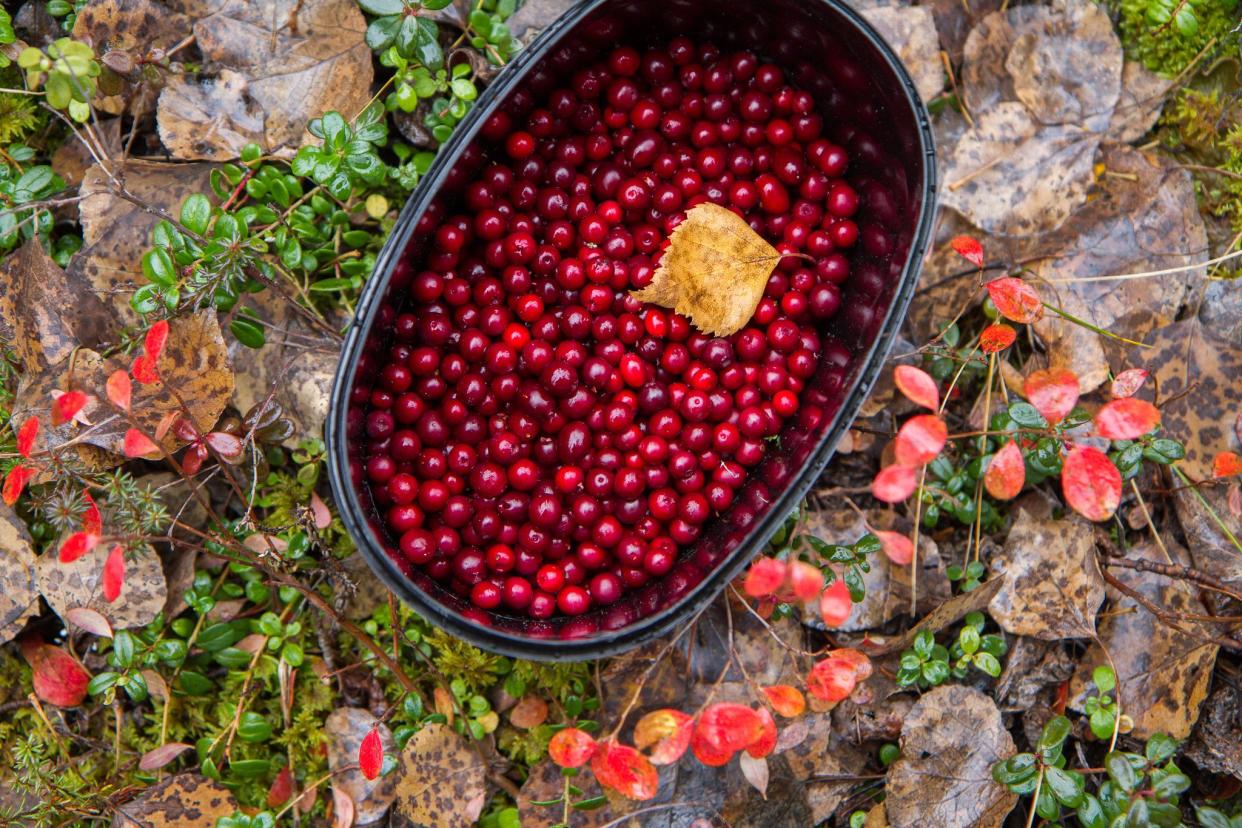 Freshly picked cranberries in a bucket standing on a forest floor.