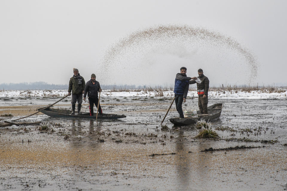 Wildlife worker Sher Ali Parray throws paddy on the frozen surface of a wetland in Hokersar, north of Srinagar, Indian controlled Kashmir, Friday, Jan. 22, 2021. The officials feed birds to prevent their starvation as weather conditions in the Himalayan region have deteriorated and hardships increased following two heavy spells of snowfall since December. Temperatures have plummeted up to minus 10-degree Celsius (14 degrees Fahrenheit). (AP Photo/Dar Yasin)