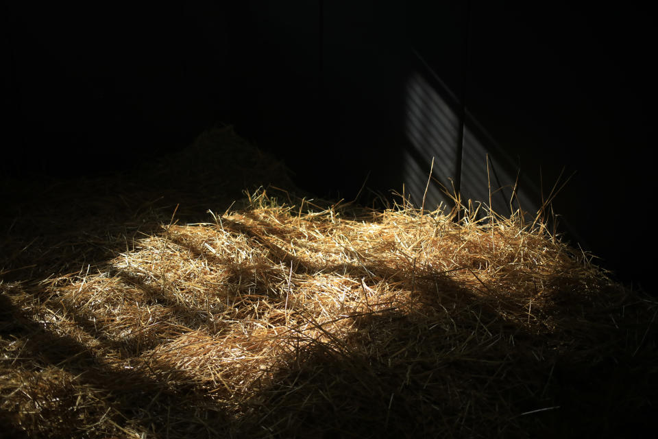 Flightline, un caballo invicto en seis carreras y ganador de 4,5 millones de dólares en premios, durante un descanso en Lane’s End Farm en Versailles, Kentucky, el 13 de abril de 2023. (Luke Sharrett/The New York Times).