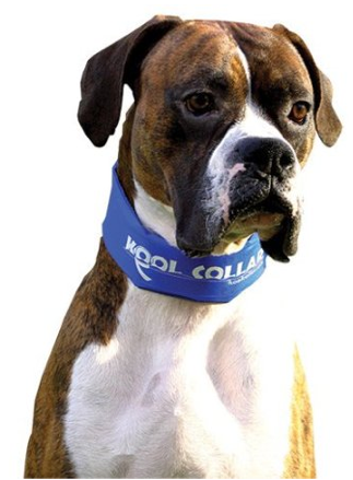 Kool Collar