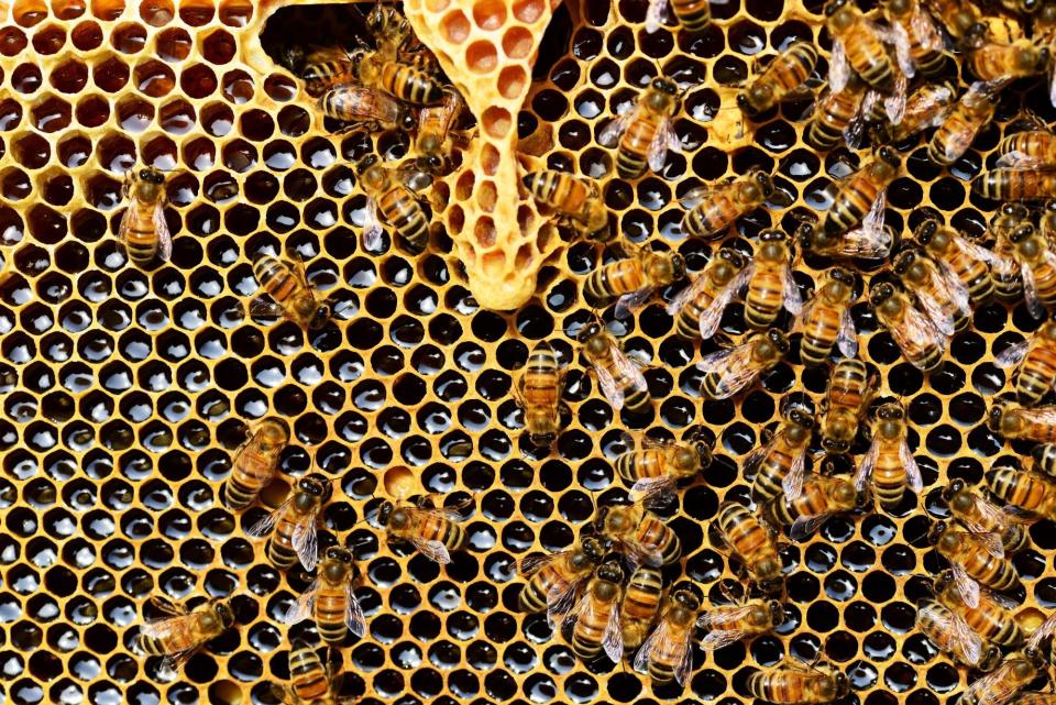 close up of honeybees on honeycomb