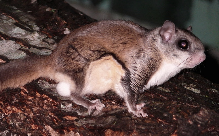 A Southern Flying Squirrel