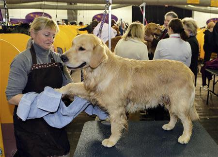 Nautilus, a Golden Retriever, gets dried after a bath by handler Diana Mason during the 138th Westminster Kennel Club Dog Show in New York, February 11, 2014. REUTERS/Ray Stubblebine